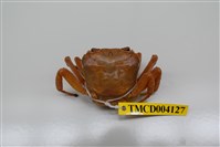 藏品(拉氏清溪蟹)的圖片